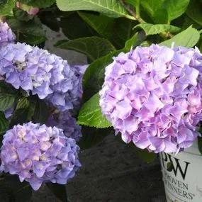 Sweet Marshmallow Hydrangea Plants (Hydrangea Flair And Flavours) 4